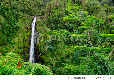 High Akaka waterfall in the rainforest jungles in Hawaii island. 124594945
