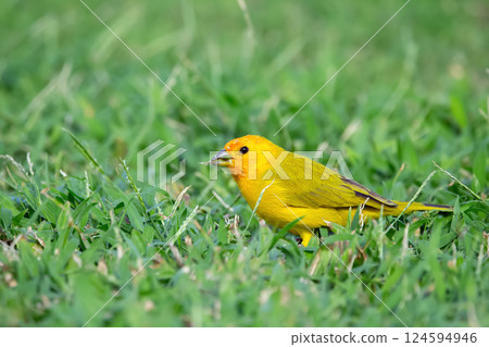 Bright yellow Saffron finch is looking for food on the grass. 124594946