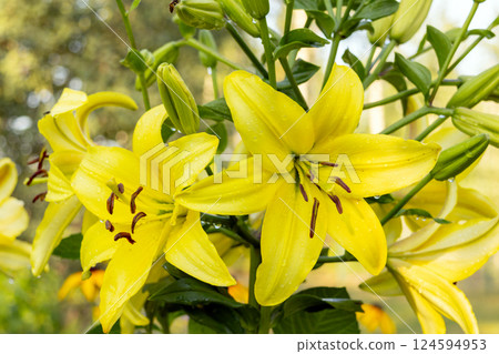 Vibrant yellow Asiatic lilies blooming among green foliage. Vibrant yellow Asiatic lilies blooming among green foliage. 124594953