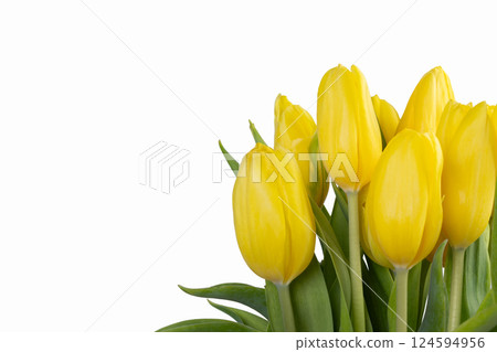 Minimalistic card with yellow tulips on white background. Minimalistic card with yellow tulips on white background. 124594956