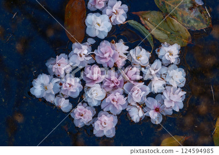 櫻花花瓣飄落，漂浮在池塘上 124594985