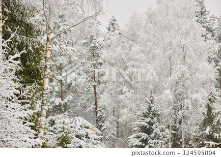 The heavy snowfall in a wild park, winter fairy tale in the forest, snow-covered tree branches, large flakes of snow are slowly falling, nobody, snow storm, blizzard 124595004