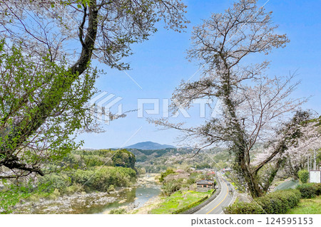The cherry blossom trees at the unmanned Onigase Station, the Oita River, and National Route 220 124595153