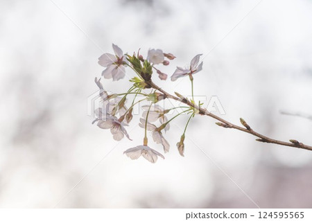 櫻花花瓣在清晨的陽光下閃閃發光 櫻花花瓣在清晨的陽光下閃閃發光 124595565