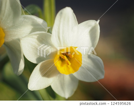 Daffodils shining in the morning sun (20250322073817) 124595626