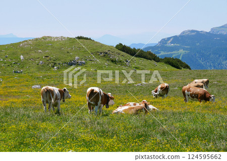 Cows grazing at the meadow in the mountains of Puchberg am Schneeberg, Austria. The concept of farming and milk production. The concept of cows attacking people 124595662