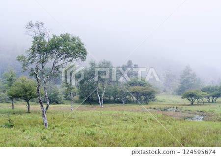 Oawara Marsh in summer, Ina City, Nagano Prefecture 124595674