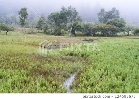 Oawara Marsh in summer, Ina City, Nagano Prefecture Oawara Marsh in summer, Ina City, Nagano Prefecture 124595675