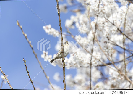 New Year's sparrow perched on a cherry tree 124596181