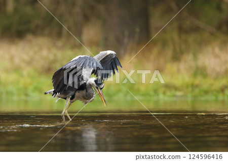 Grey Heron, Ardea cinerea, blurred grass in background. Heron in the forest lake. Animal in the nature habitat, hunting in the water. 124596416