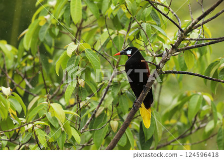 Montezuma Oropendola, Psarocolius montezuma, portrait of bird from Costa Rica, brown with black head and orange bill, clear background. Parque nacional Tortuguero Montezuma Oropendola, Psarocolius montezuma, portrait of bird from Costa Rica, brown with black head and orange bill, clear background. Parque nacional Tortuguero 124596418