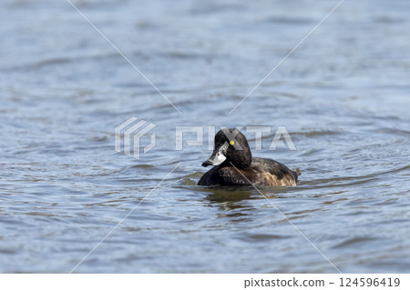 The tufted duck -or tufted pochard - Aythya fuligula - male small duck from Czech republic The tufted duck -or tufted pochard - Aythya fuligula - male small duck from Czech republic 124596419