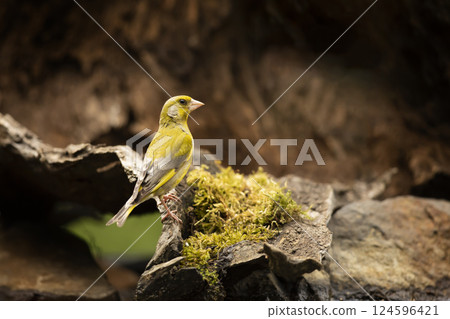 European Greenfinch (Carduelis chloris) perched on the ground against a blurred natural background, Czech republic European Greenfinch (Carduelis chloris) perched on the ground against a blurred natural background, Czech republic 124596421