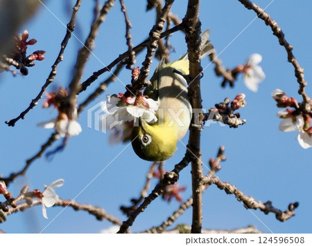 White-eye that sucks the nectar of plum blossoms White-eye that sucks the nectar of plum blossoms 124596508
