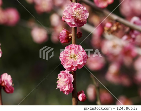 Plum blossom  124596512
