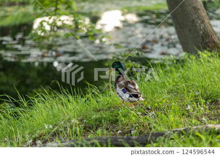 A mallard duck stands on lush green grass near a calm pond with lily pads. Sunlight reflects off the water, creating bright patches amid the shaded, tranquil natural scene. 124596544