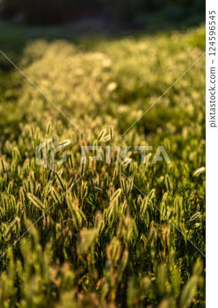 Beautiful ears of grass are located opposite the sun's rays. Ears of grass sway in the wind. Beautiful rays of sunset, evening sun. 124596545