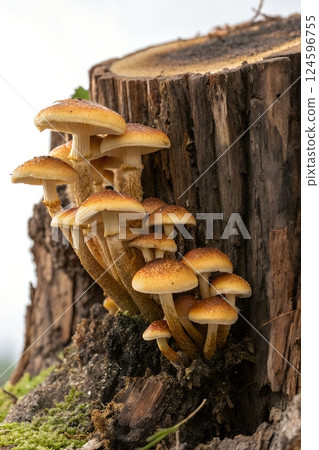 Armillaria mushrooms growing on a decaying tree stump in a lush green forest Armillaria mushrooms growing on a decaying tree stump in a lush green forest 124596755