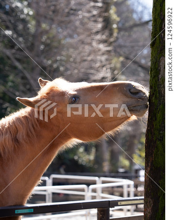 Yoyogi Pony Park, a pony gnawing at tree bark 124596922