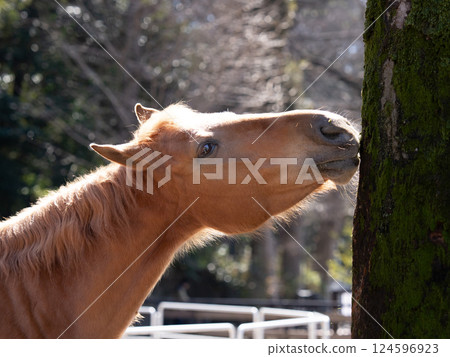 Yoyogi Pony Park, a pony gnawing at tree bark 124596923