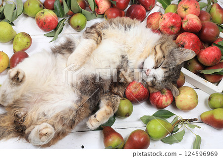 Funny fluffy cat on the table with apples and pears, harvesting in the village, healthy natural food concept, detox diet 124596969
