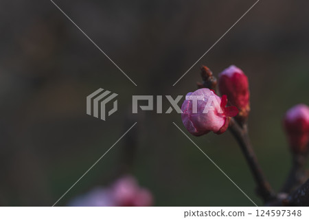 梅花告訴春天的到來 梅花告訴春天的到來 124597348