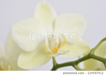 Moth orchids Moth orchids 124597412