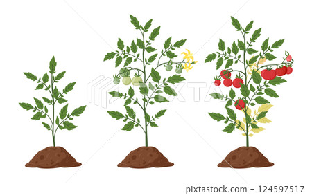 Tomato plant. Cartoon tomatoes bush growth stages, red tomatoes blossom plant growing phase flat vector illustration set. Organic vegetable growth 124597517