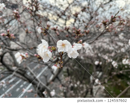 櫻花和芽 櫻花和芽 124597602