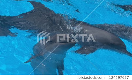Dolphins swimming in a pool with clear turquoise water 124597657