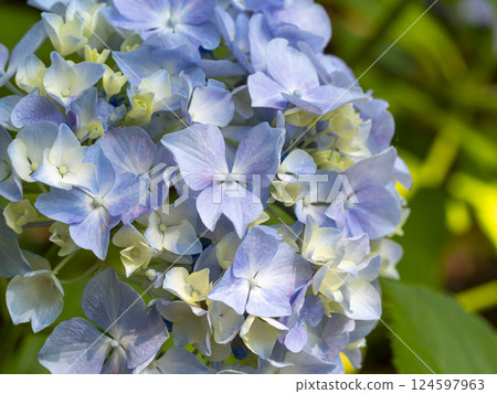 藍紫色繡球花 藍紫色繡球花 124597963