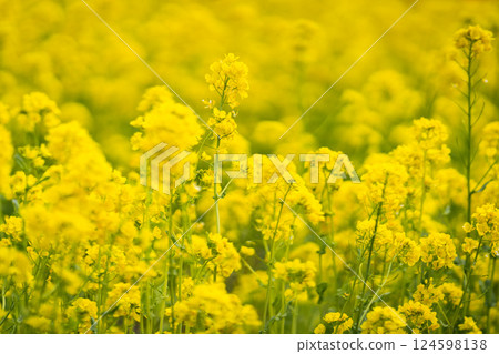 Park: A field of rapeseed flowers spreads out as far as the eye can see② 124598138