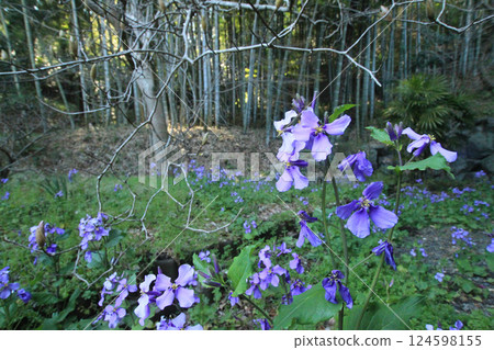 Mutaka Mutaka 124598155