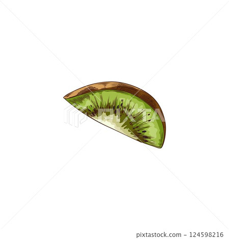 Kiwi fruit slice hand drawn vector illustration, tropical sweet fruit piece sketch, organic snack, fondue ingredient 124598216