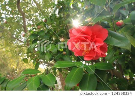 Camellia Camellia 124598324