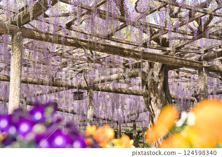 紫藤等百花齊放，景色迷人① 124598340