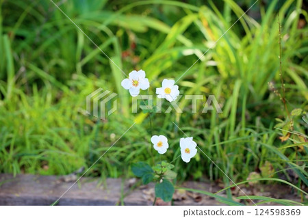 秋花秀菊菊 124598369