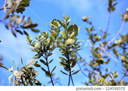 Feijo的果實 124598378