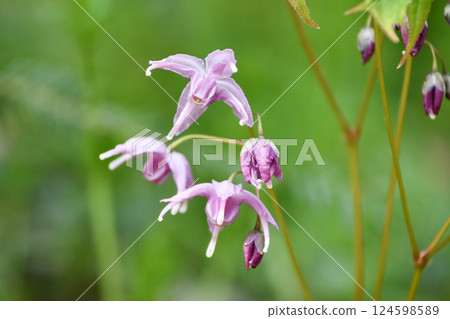 Tokiwa Ikarisisu 124598589