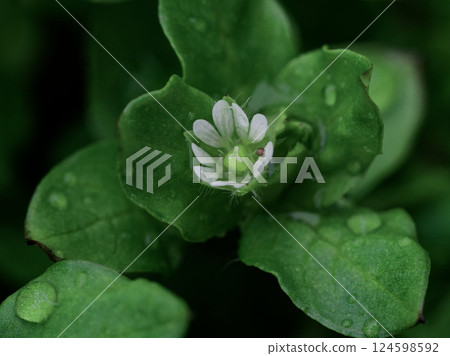 春季七草 石竹科 繁縷 白花 春季七草 石竹科 繁縷 白花 124598592