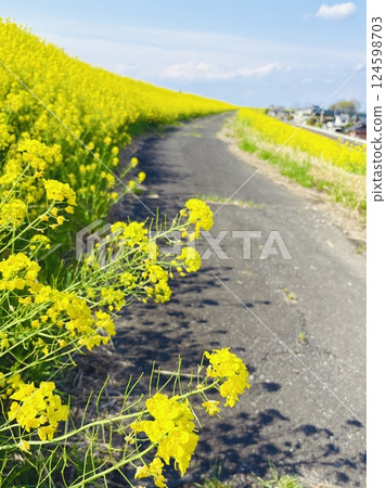 A carpet of rapeseed flowers 58km from the sea_Chiba_Sekijuku 124598703