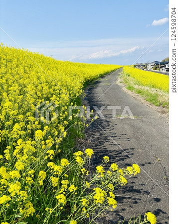 距離海58公里的油菜花海_千葉縣_關宿 124598704