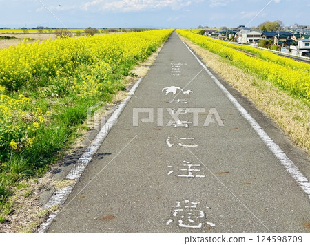 距離海58公里的油菜花海_千葉縣_關宿 距離海58公里的油菜花海_千葉縣_關宿 124598709
