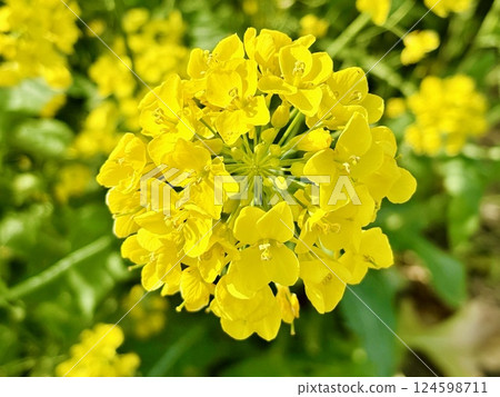 A carpet of rapeseed flowers 58km from the sea_Chiba_Sekijuku 124598711