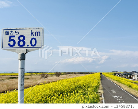 A carpet of rapeseed flowers 58km from the sea_Chiba_Sekijuku A carpet of rapeseed flowers 58km from the sea_Chiba_Sekijuku 124598713