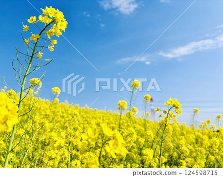 A carpet of rapeseed flowers 58km from the sea_Chiba_Sekijuku A carpet of rapeseed flowers 58km from the sea_Chiba_Sekijuku 124598715