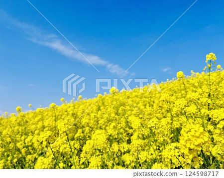 A carpet of rapeseed flowers 58km from the sea_Chiba_Sekijuku 124598717