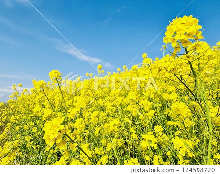距離海58公里的油菜花海_千葉縣_關宿 距離海58公里的油菜花海_千葉縣_關宿 124598720