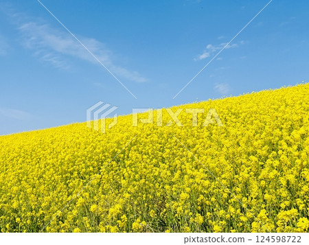 距離海58公里的油菜花海_千葉縣_關宿 距離海58公里的油菜花海_千葉縣_關宿 124598722