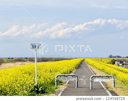 A carpet of rapeseed flowers 58km from the sea_Chiba_Sekijuku A carpet of rapeseed flowers 58km from the sea_Chiba_Sekijuku 124598729